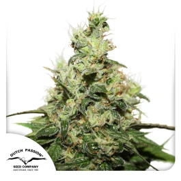 DP2652 - DUTCH PASSION - CBD KUSH FEM | 5 SEMILLAS - Disponible hasta fin de existencias