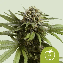 RQSAUTAPF005 - ROYAL QUEEN SEEDS - APPLE FRITTER AUTO (USA PREMIUM) | 5 SEMILLAS
