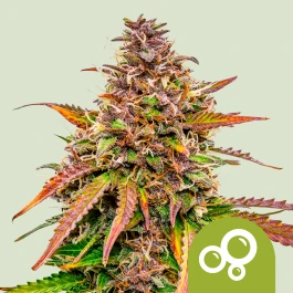 RQSAUT05018 - ROYAL QUEEN SEEDS - BUBBLE KUSH AUTO FEM | 5 SEMILLAS