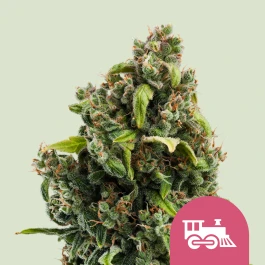 RQSFEM05028 - ROYAL QUEEN SEEDS - CANDY KUSH EXPRESS FAST FEM | 5 SEMILLAS