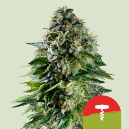 RQSAUT005089 - ROYAL QUEEN SEEDS - CORKSCREW AUTO FEM (TYSON SEEDS) | 5 SEMILLAS