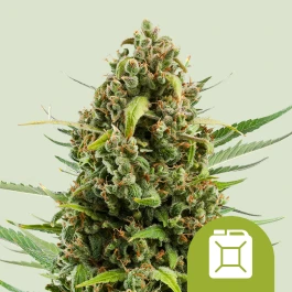 RQSAUT03016 - ROYAL QUEEN SEEDS - DIESEL AUTOMATICA FEM | 3 SEMILLAS