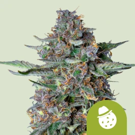 RQSAUT10030 - ROYAL QUEEN SEEDS - DO-SI-DOS AUTOMATIC FEM | 10 SEMILLAS