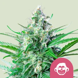 RQSFEM003076 - ROYAL QUEEN SEEDS - GRAPE APE FEM (USA PREMIUM) | 3 SEMILLAS