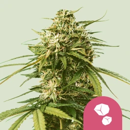 RQSFEMGHS005 - ROYAL QUEEN SEEDS - GUSHERS FEM (USA PREMIUM) | 5 SEMILLAS