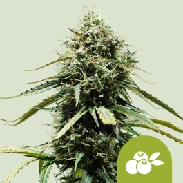 RQSAUT03051 - ROYAL QUEEN SEEDS - HAZE BERRY AUTOMATIC FEM | 3 SEMILLAS
