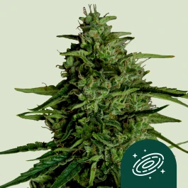 RQSF1AUT005067 - ROYAL QUEEN SEEDS - MILKY WAY F1 AUTOFLORECIENTE | 5 SEMILLAS