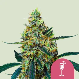 RQSFEM005063 - ROYAL QUEEN SEEDS - MIMOSA FEM (USA PREMIUM) | 5 SEMILLAS