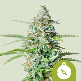 RQSAUT05007 - ROYAL QUEEN SEEDS - NORTHERN LIGHT AUTOMATICA | 5 SEMILLAS
