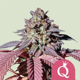 RQSFEM03037 - ROYAL QUEEN SEEDS - PURPLE QUEEN FEM (USA PREMIUM) | 3 SEMILLAS