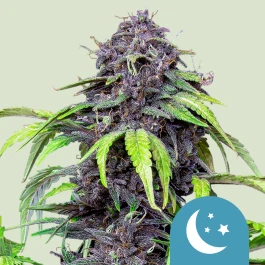 RQSCBD01057 - ROYAL QUEEN SEEDS - PURPLEMATIC CBD AUTO FEM | 1 SEMILLA