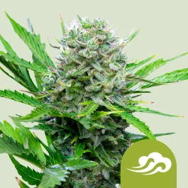 RQSAUT01009 - ROYAL QUEEN SEEDS - ROYAL BLUEMATIC AUTO FEM | 1 SEMILLA
