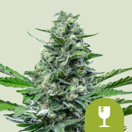 RQSAUT03005 - ROYAL QUEEN SEEDS - ROYAL CRITICAL AUTOMATIC FEM | 3 SEMILLAS