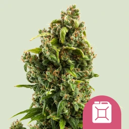 RQSFEM03021 - ROYAL QUEEN SEEDS - SOUR DIESEL FEM | 3 SEMILLAS