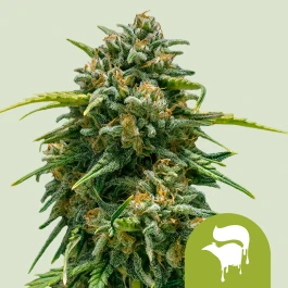 RQSAUT01017 - ROYAL QUEEN SEEDS - SWEET SKUNK AUTOMATIC FEM | 1 SEMILLA