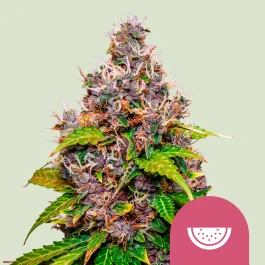 RQSFEM005066 - ROYAL QUEEN SEEDS - SANDIA FEM (USA PREMIUM) | 5 SEMILLAS