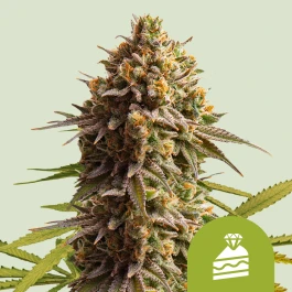 RQSAUTWC005 - ROYAL QUEEN SEEDS - WEDDING CAKE AUTO (USA PREMIUM) | 5 SEMILLAS