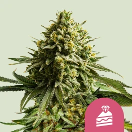 RQSFEMWC003 - ROYAL QUEEN SEEDS - WEDDING CAKE FEM (USA PREMIUM) | 3 SEMILLAS