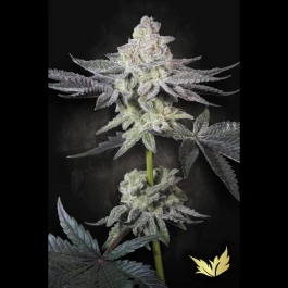 PSEE005 - PARADISE SEEDS - EMERALD ENVY FEM | 5 SEMILLAS
