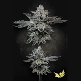 PSGF005 - PARADISE SEEDS - G-FORCE FEM | 5 SEMILLAS