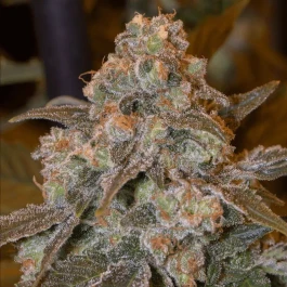 SILS019F03 - SILENT SEEDS - GORILLA FROST FEM | 3 SEMILLAS