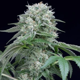 SILS004F05 - SILENT SEEDS - STARFIRE OG FEM | 5 SEMILLAS