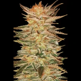 PS0409 - PARADISE SEEDS - ICE CREAM FEM | 5 SEMILLAS
