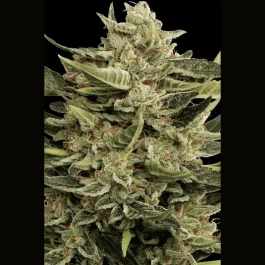 PS0419 - PARADISE SEEDS - VERTIGO AUTO FEM | 5 SEMILLAS