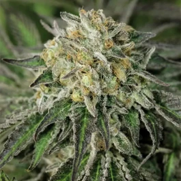 HS034F010 - HUMBOLDT SEED ORGANIZATION - AMHEREST SOUR DIESEL FEM | 10 SEMILLAS
