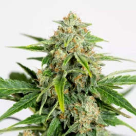HS029AF0005 - HUMBOLDT SEED ORGANIZATION - AMNESIA CBD PURE AUTO FEM | 5 SEMILLAS