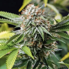 HS035F010 - HUMBOLDT SEED ORGANIZATION - MANGO SAPPHIRE FEM | 10 SEMILLAS