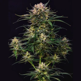 BSBACF3 - BUDDHA SEEDS - BUDDHA AUTO COOKIE FEM | 3 SEMILLAS