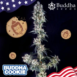 BSBCKF3 - BUDDHA SEEDS - BUDDHA COOKIE FEM | 3 SEMILLAS