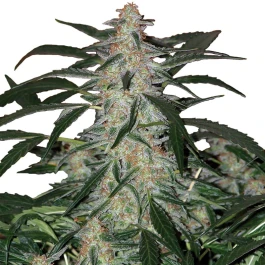BSBDF10 - BUDDHA SEEDS - DEIMOS AUTO FEM | BLISTER 1x10 SEMILLAS