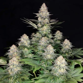 BSBKF3 - BUDDHA SEEDS - KRAKEN FEM | 3 SEMILLAS
