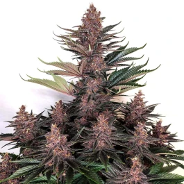 BSBBPKF10NOA - BUDDHA SEEDS - PURPLE KUSH FEM | 10 SEMILLAS (Blister 1x10)