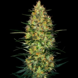 SS1530339 - SENSI SEEDS RESEARCH - CARAMELLOW KUSH AUTO FEM | 3 SEMILLAS