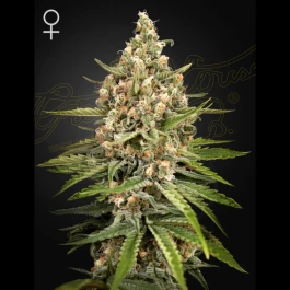 GHSBS05F - GREEN HOUSE SEED CO. - BUBBA SLUSH FEM | 5 SEMILLAS