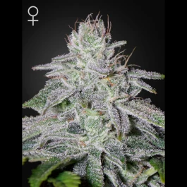 GH05F9020 - GREEN HOUSE SEED CO. - FRANCO'S LEMON CHEESE FEM | 5 SEMILLAS