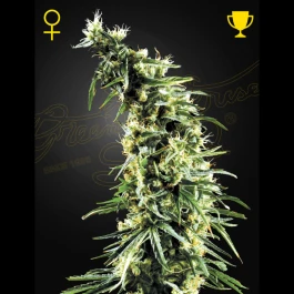 GHHAWS05 - GREEN HOUSE SEED CO. - HAWAIIAN SNOW FEM | 5 SEMILLAS