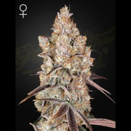 GHHOLYSNW03 - GREEN HOUSE SEED CO. - HOLY SNOW FEM | 3 SEMILLAS