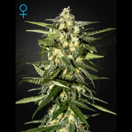 GHSCJHAUTOF3 - GREEN HOUSE SEED CO. - JACK HERER AUTO FEM | 3 SEMILLAS