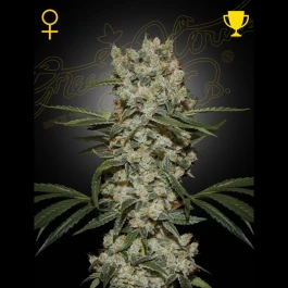 GH8717729825939 - GREEN HOUSE SEED CO. - SUPER LEMON HAZE FEM | 1 SEMILLA