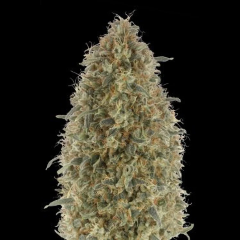 ADVSGB0003 - ADVANCED SEEDS - GORILLA BLUE FEM | 3 SEMILLAS