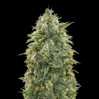 ADVSAMN0003 - ADVANCED SEEDS - AMNESIA FEM | 3 SEMILLAS