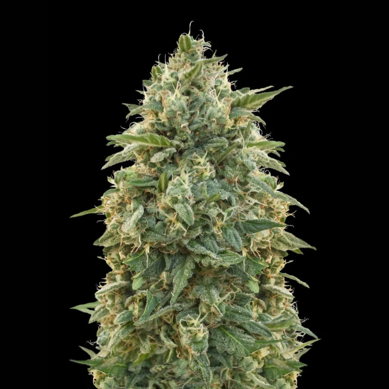 ADVSAMN0003 - ADVANCED SEEDS - AMNESIA FEM | 3 SEMILLAS