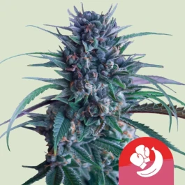 RQSFEM003099 - ROYAL QUEEN SEEDS - BANANA BRAWLER FEM (TYSON SEEDS) | 3 SEMILLAS