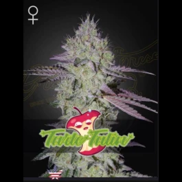 GHSTT05F - GREEN HOUSE SEED CO. - TARTE TATIN FEM | 5 SEMILLAS