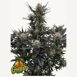 FBS001F42072 - FAST BUDS - GUAVA AUTO RF3 FEM | 1 SEMILLA