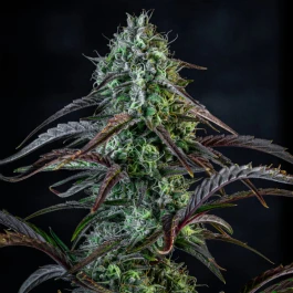 MPHGINB0003A - MEPHISTO GENETICS - ICE 'N' BAKED AUTO FEM | 3+2 SEMILLAS